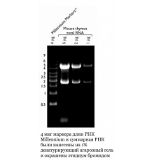 Маркер длин РНК, Millennium, 10 фрагментов от 500 до 9000 п.н., 1 мг/мл, Thermo FS